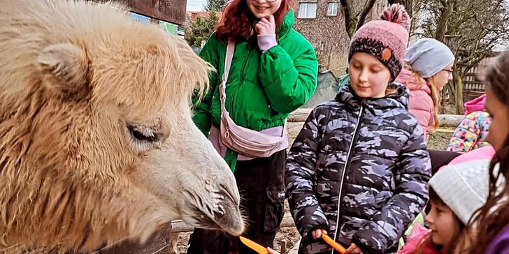 Krmení a podpora zvířátek v kontaktní miniZOO Vendryně: alpaky, surikaty, lemuři, králíčci a další