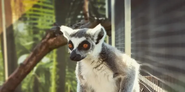 Krmení a podpora zvířátek v kontaktní miniZOO Vendryně: alpaky, surikaty, lemuři, králíčci a další