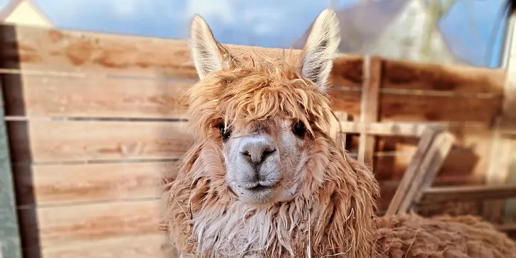 Krmení a podpora zvířátek v kontaktní miniZOO Vendryně: alpaky, surikaty, lemuři, králíčci a další