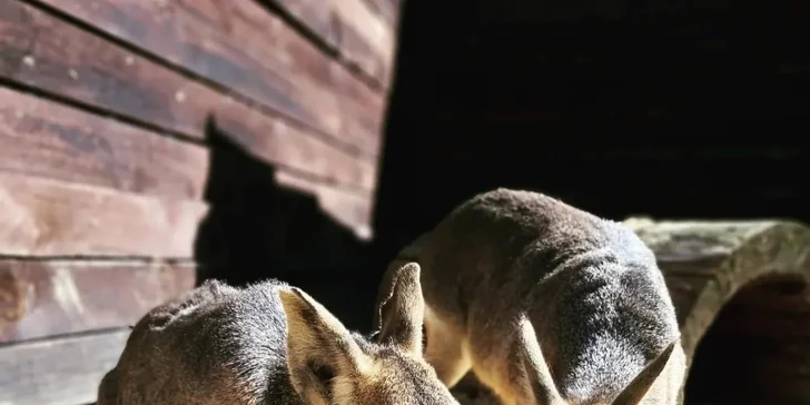 Krmení a podpora zvířátek v kontaktní miniZOO Vendryně: alpaky, surikaty, lemuři, králíčci a další