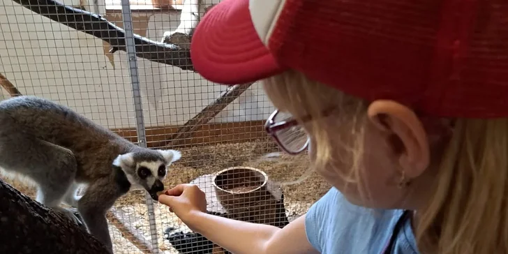 Krmení a podpora zvířátek v kontaktní miniZOO Vendryně: alpaky, surikaty, lemuři, králíčci a další
