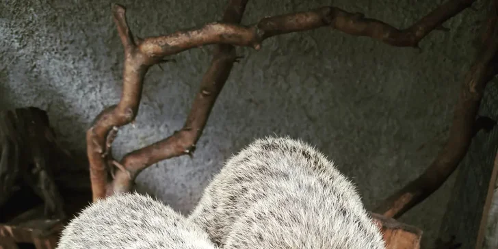 Krmení a podpora zvířátek v kontaktní miniZOO Vendryně: alpaky, surikaty, lemuři, králíčci a další