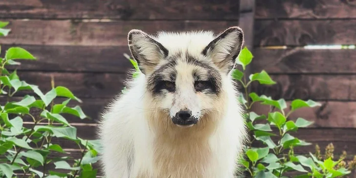 Krmení a podpora zvířátek v kontaktní miniZOO Vendryně: alpaky, surikaty, lemuři, králíčci a další