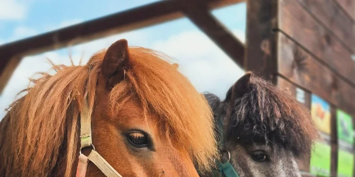 Krmení a podpora zvířátek v kontaktní miniZOO Vendryně: alpaky, surikaty, lemuři, králíčci a další