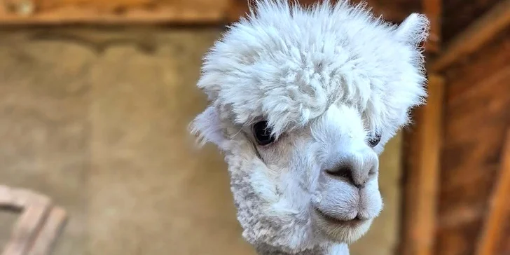 Krmení a podpora zvířátek v kontaktní miniZOO Vendryně: alpaky, surikaty, lemuři, králíčci a další