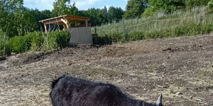Farma Veselý dvoreček: projížďka na koni pro 1 či 2 osoby, 60 minut