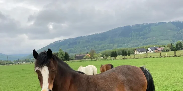 30-60minutová projížďka na poníkovi pro děti i návštěva farmy se zvířátky