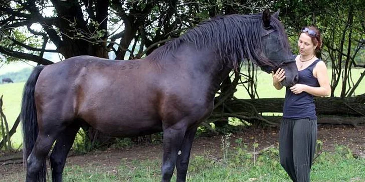 Poznejte život na azylové farmě: ošetřovatelem koní či farmářem na zkoušku
