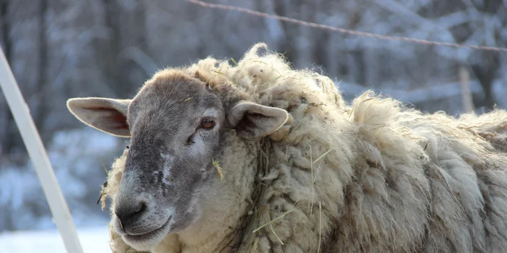 Poznejte život na azylové farmě: ošetřovatelem koní či farmářem na zkoušku