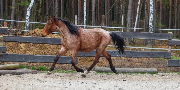 Den na ranči Esencis pro 1–⁠⁠⁠⁠⁠⁠4 osoby, vč. projížďky na koni i vaření kotlíkového guláše