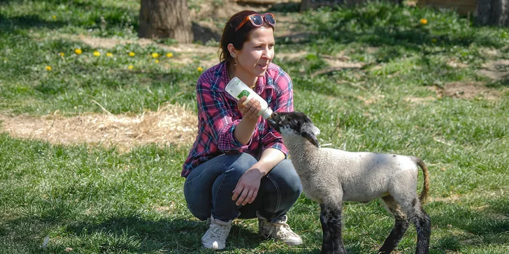 Poznejte život na azylové farmě: ošetřovatelem koní či farmářem na zkoušku