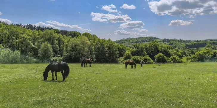 Poznejte život na azylové farmě: ošetřovatelem koní či farmářem na zkoušku