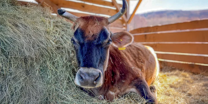 Poznejte život na azylové farmě: ošetřovatelem koní či farmářem na zkoušku