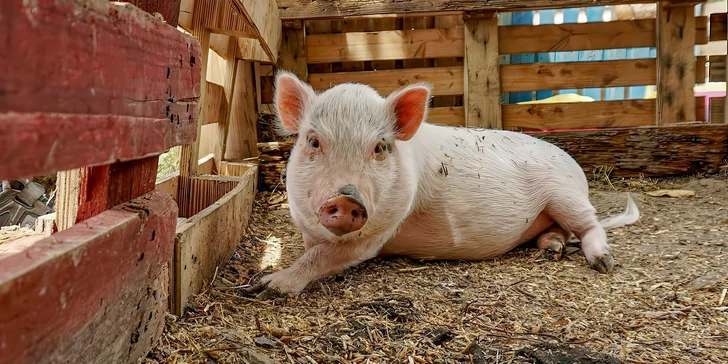 Poznejte život na azylové farmě: ošetřovatelem koní či farmářem na zkoušku