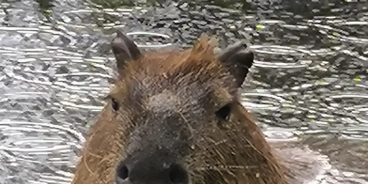 Zoo koutek Bezděz Dvůr: setkání s kapybarou, alpakami i opičkou pro děti a dospělé