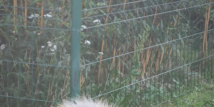 Zoo koutek Bezděz Dvůr: setkání s kapybarou, alpakami i opičkou pro děti a dospělé