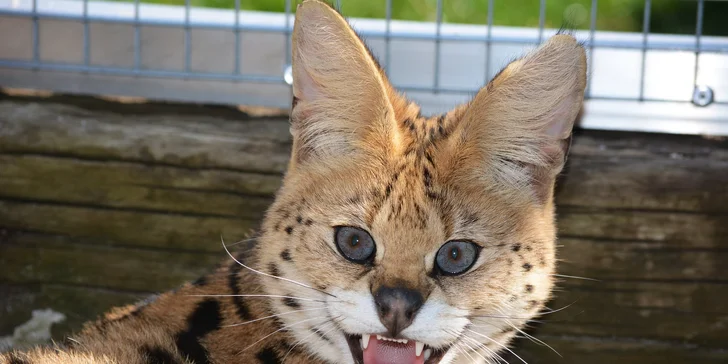 Zoo koutek Bezděz Dvůr: setkání s kapybarou, alpakami i opičkou pro děti a dospělé