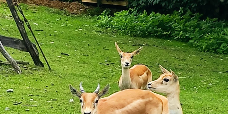 Zoo koutek Bezděz Dvůr: setkání s kapybarou, alpakami i opičkou pro děti a dospělé