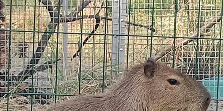 Zoo koutek Bezděz Dvůr: setkání s kapybarou, alpakami i opičkou pro děti a dospělé