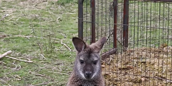 Zoo koutek Bezděz Dvůr: setkání s kapybarou, alpakami i opičkou pro děti a dospělé