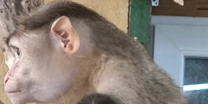 Zoo koutek Bezděz Dvůr: setkání s kapybarou, alpakami i opičkou pro děti a dospělé