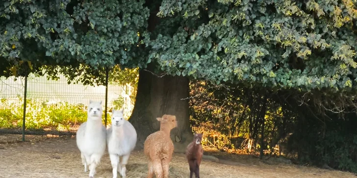 Zoo koutek Bezděz Dvůr: setkání s kapybarou, alpakami i opičkou pro děti a dospělé