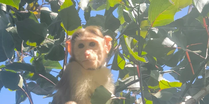 Zoo koutek Bezděz Dvůr: setkání s kapybarou, alpakami i opičkou pro děti a dospělé