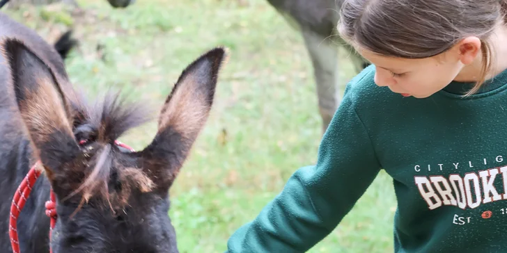 Procházka s oslíkem na Plzeňsku: zážitek pro jednotlivce i celou rodinu