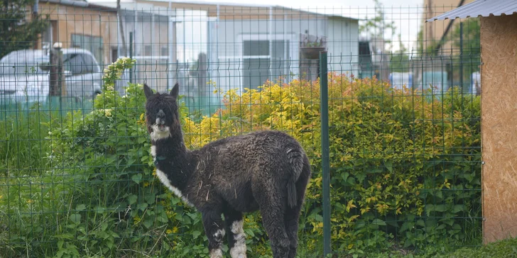 Zoo koutek Bezděz Dvůr: setkání s kapybarou, alpakami i opičkou pro děti a dospělé