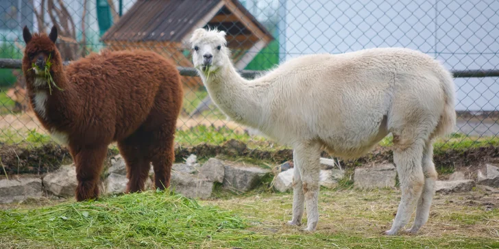 Zoo koutek Bezděz Dvůr: setkání s kapybarou, alpakami i opičkou pro děti a dospělé