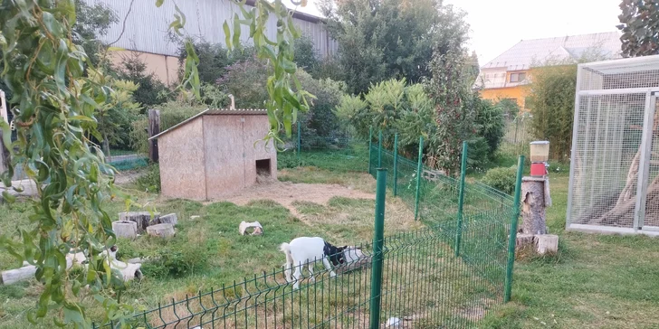 Zoo koutek Bezděz Dvůr: setkání s kapybarou, alpakami i opičkou pro děti a dospělé