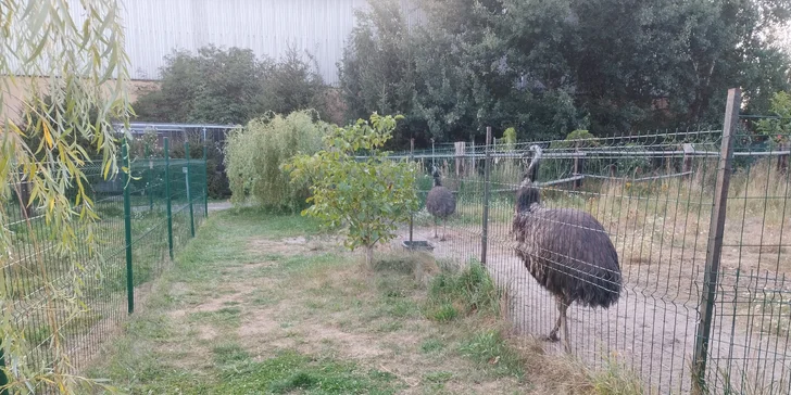 Zoo koutek Bezděz Dvůr: setkání s kapybarou, alpakami i opičkou pro děti a dospělé