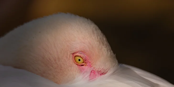 Fotografický prémium kurz v 5 různých zoo pro začátečníky i pokročilé