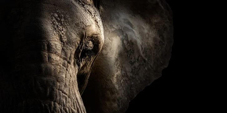 Fotografický prémium kurz v 5 různých zoo pro začátečníky i pokročilé