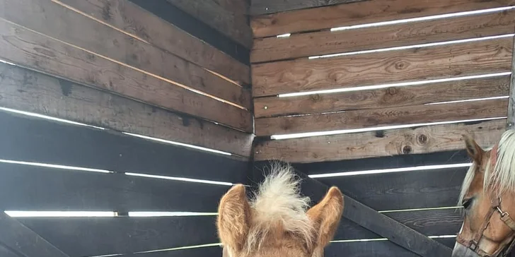 2 hodiny farmářem: péče o koně a další zvířátka, jako výslužka kozí mléko a plato vajec