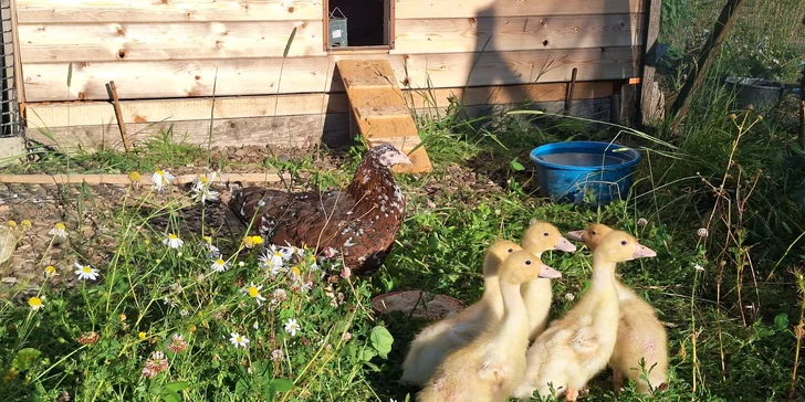 2 hodiny farmářem: péče o koně a další zvířátka, jako výslužka kozí mléko a plato vajec