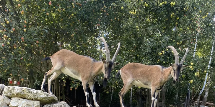 Komentovaná prohlídka Zoocentra Srdov s možností přímého krmení zvěře