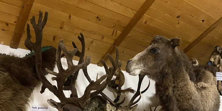Komentovaná prohlídka Zoocentra Srdov s možností přímého krmení zvěře