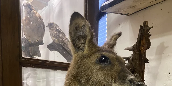 Komentovaná prohlídka Zoocentra Srdov s možností přímého krmení zvěře