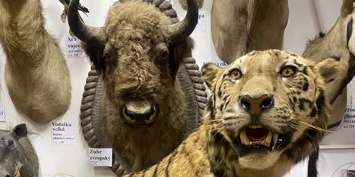 Komentovaná prohlídka Zoocentra Srdov s možností přímého krmení zvěře