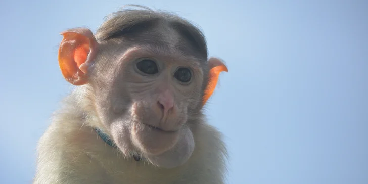 Zoo koutek Bezděz Dvůr: setkání s kapybarou, alpakami i opičkou pro děti a dospělé