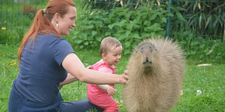 Zoo koutek Bezděz Dvůr: setkání s kapybarou, alpakami i opičkou pro děti a dospělé