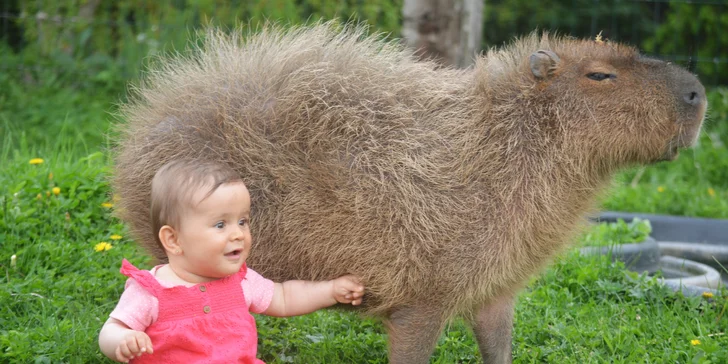 Zoo koutek Bezděz Dvůr: setkání s kapybarou, alpakami i opičkou pro děti a dospělé