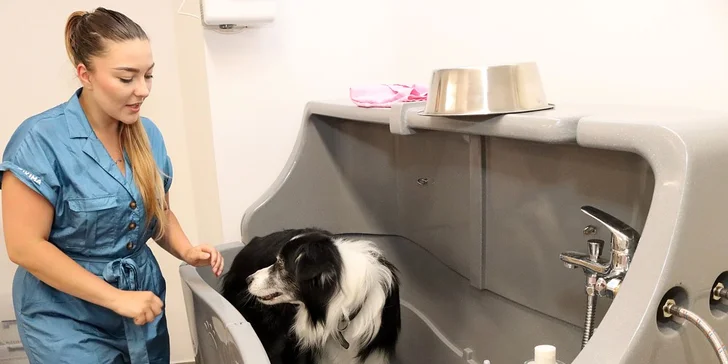 Wellness pro malé i velké psy nebo psí dentální hygiena