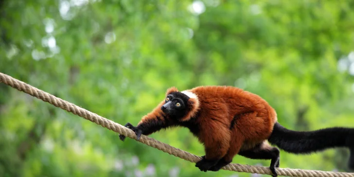 Nabitý den ve Vratislavi: vyrazte do nejnavštěvovanější polské zoo, Afrikária a na Sky Tower