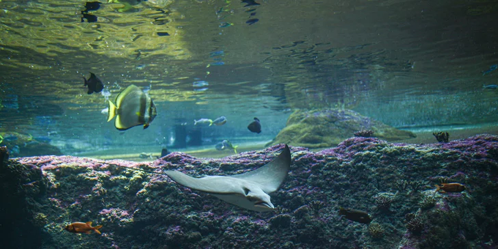 Nabitý den ve Vratislavi: vyrazte do nejnavštěvovanější polské zoo, Afrikária a na Sky Tower