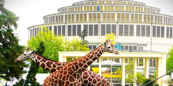Nabitý den ve Vratislavi: vyrazte do nejnavštěvovanější polské zoo, Afrikária a na Sky Tower