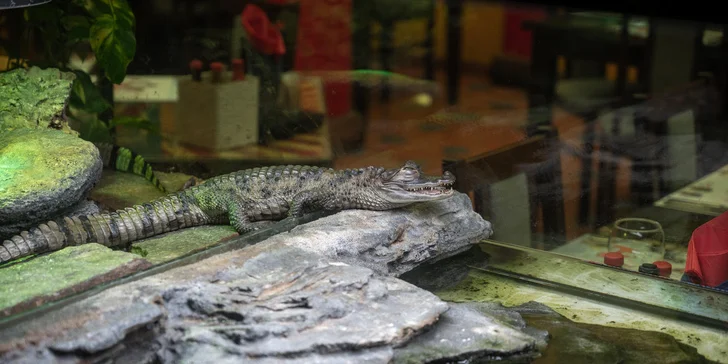 Hostina v kubánské restauraci pro 2–4 osoby: steak, tortilly, tacos a přílohy