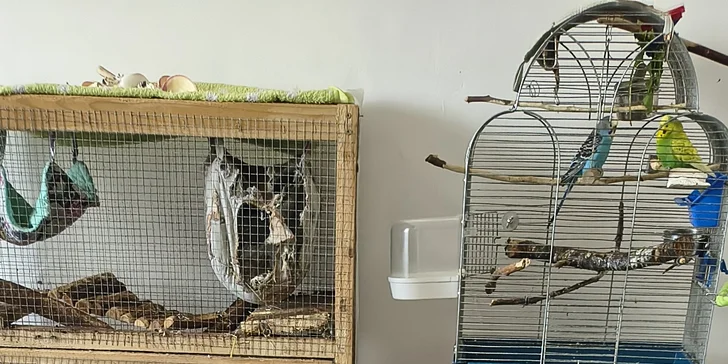 Dovolená bez starostí: hlídání pejsků i drobných mazlíčků na 1 až 3 dny