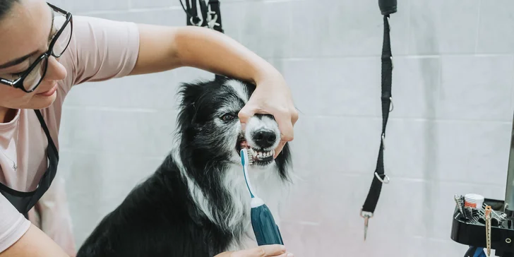 Wellness pro malé i velké psy nebo psí dentální hygiena